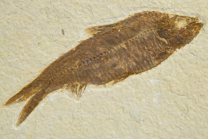 Detailed Fossil Fish (Knightia) With Coprolite - Wyoming #318567